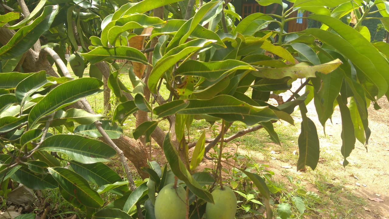 Araliya Self Cooking Resort Dambulla Buitenkant foto