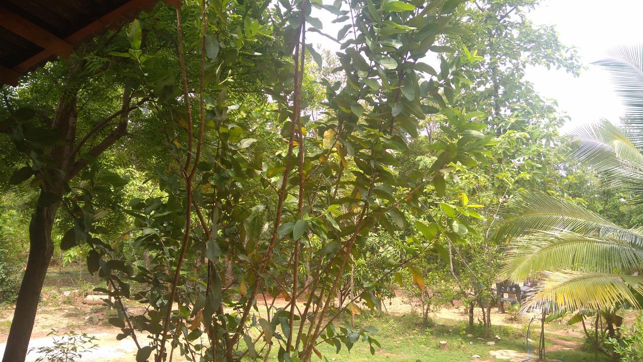 Araliya Self Cooking Resort Dambulla Buitenkant foto