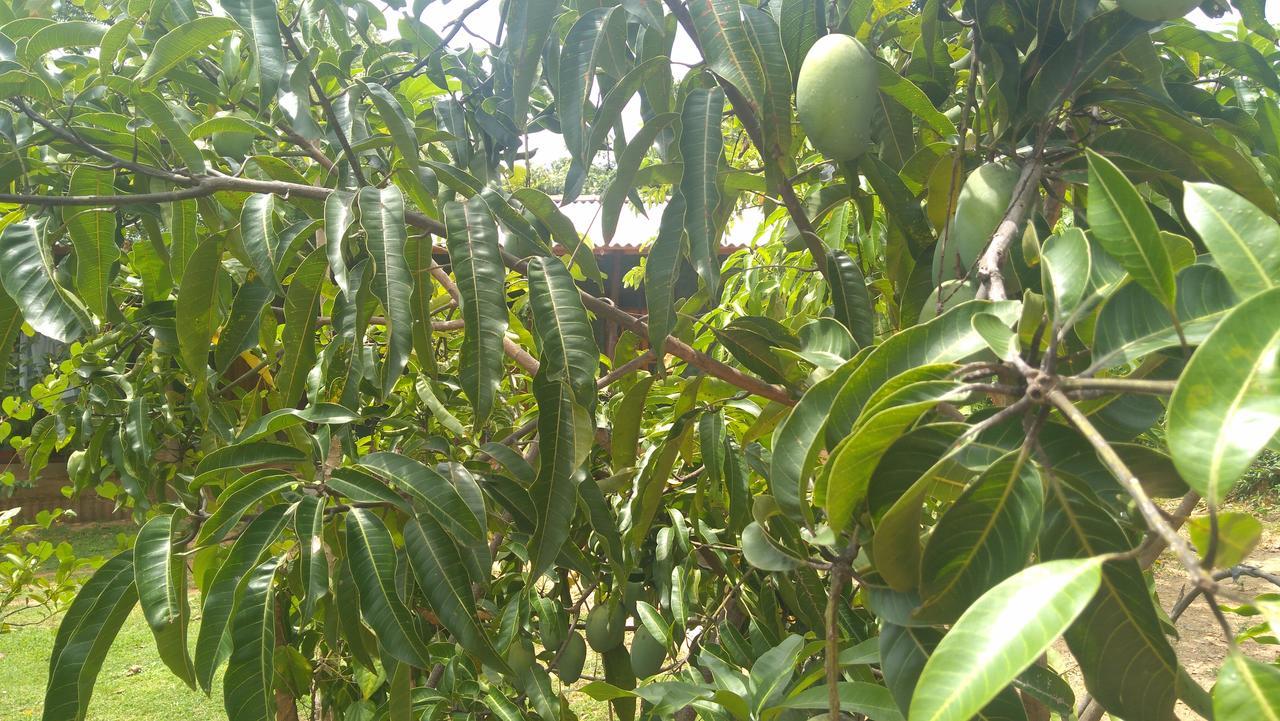 Araliya Self Cooking Resort Dambulla Buitenkant foto