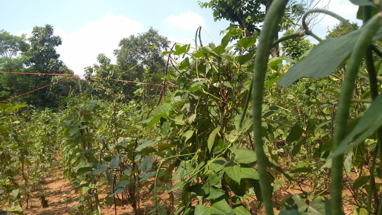 Araliya Self Cooking Resort Dambulla Buitenkant foto